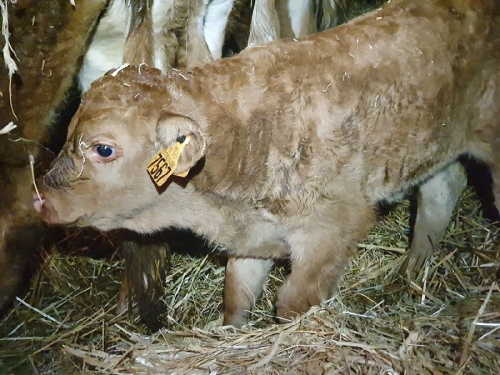 Ferme du Gasquet - Colis de boeuf et veau